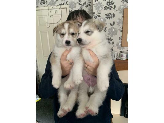Σούπερ Σιβηρίας Husky κουτάβια για σας